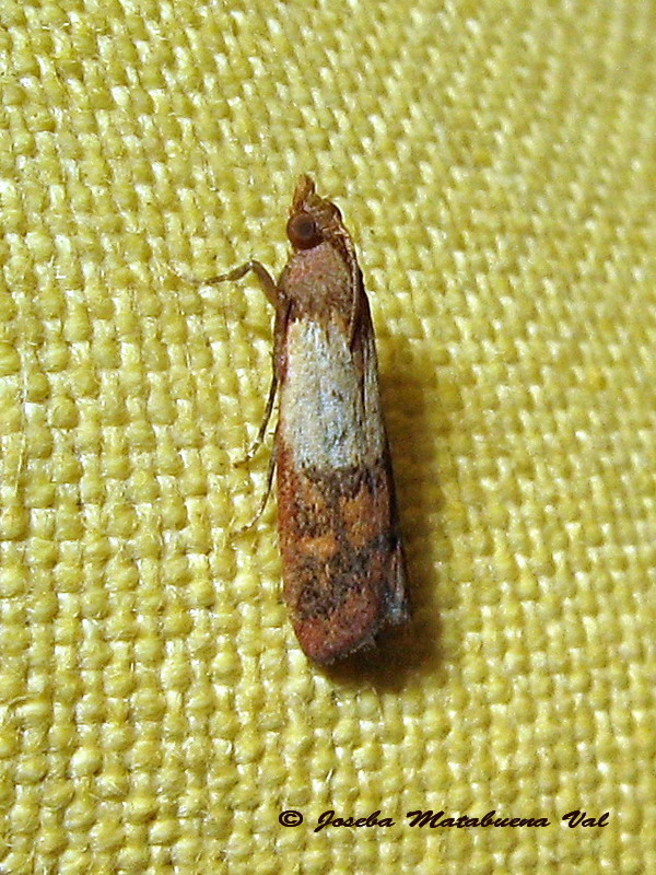 Plodia interpunctella  - Pyralidae